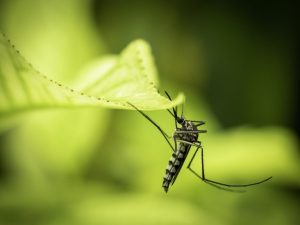 Mosquito-Dengue-Bigstock-1200-768x576
