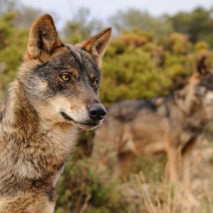 europapress-3699665-ejemplar-lobo-iberico_1_621x621