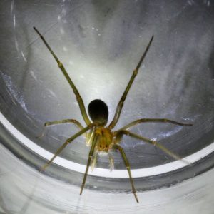 como-reconocer-a-la-arana-violinista-y-que-hacer-si-me-pica_1_621x621