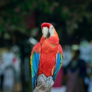 bigstock-macaw-parrot-with-colorful-fea-443499104_1_621x621