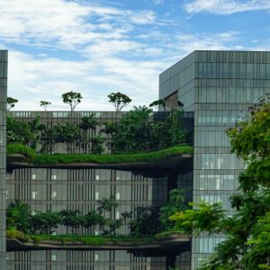 cuales-son-los-beneficios-para-la-salud-de-los-arboles-urbanos_1_621x621