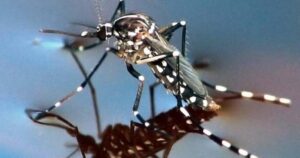 mosquito-tigre-1140x600