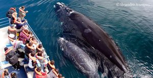 avistaje de ballenas peninsula valdes