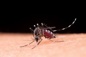 714417-50225-mosquito-25201