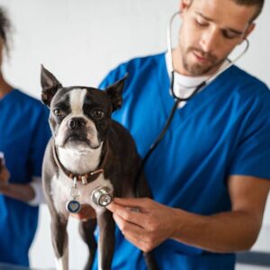 bigstock-man-vet-examining-boston-terri-309165436_1_621x621