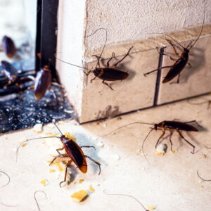 bigstock-periplaneta-cockroach-known-a-442419191_1_621x621