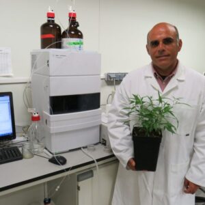 europapress-2119417-desarrollan-la-primera-variedad-de-cannabis-legal-no-psicoactiva-y-con-alto-potencial-medicinal-en-alzheimer-o-parkinson_1_621x621