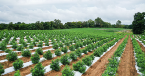 cannabis-industrial_512x270