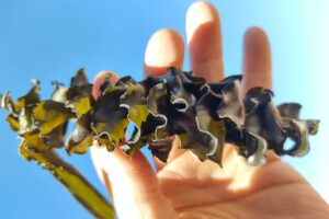 741976-21-a-20fernando-20dellatorre