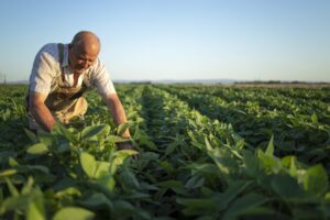senior-hardworking-farmer-agronomist-soybean-field-checking-crops-before-harvest-scaled