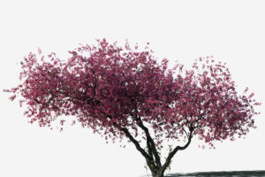 706620-ro08fo0116web