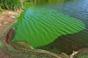 804292-cianobacterias