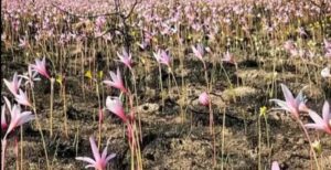 Webp.net-resizeimage-2-1170x600