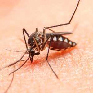 bigstock-striped-mosquitoes-are-eating-468429249-1_1_621x621