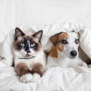 bigstock-dog-and-cat-under-white-blanke-361477333_1_621x621
