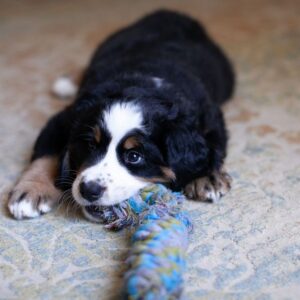 bigstock-adorable-bernese-mountain-dog-370387864_1_621x621