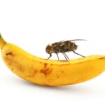¿Cómo eliminar las moscas en la fruta?