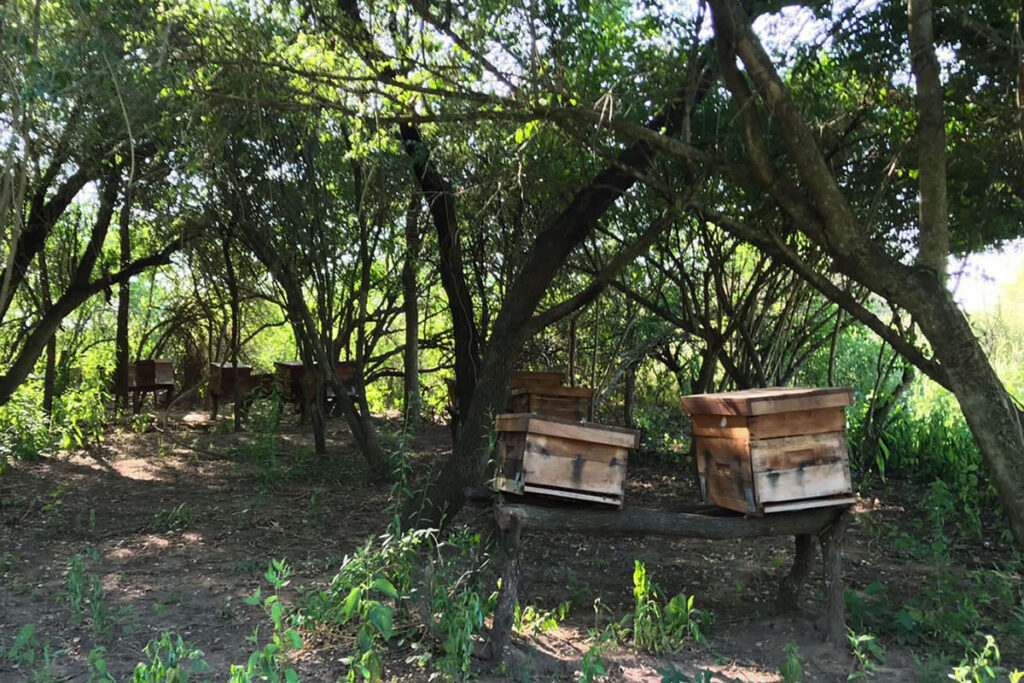 miel-organcia-impenetrable-02-1024x683