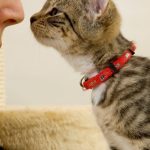 Lanzan una prepaga para perros y gatos