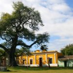 30 habitantes y un árbol