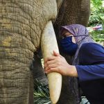 Quién es la “encantadora de elefantes” que protege a los gigantes de Borneo