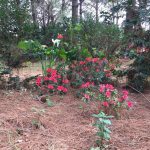 En el Delta está la plantación de camelias más grande de Sudamérica