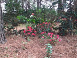 isla-de-las-camelias