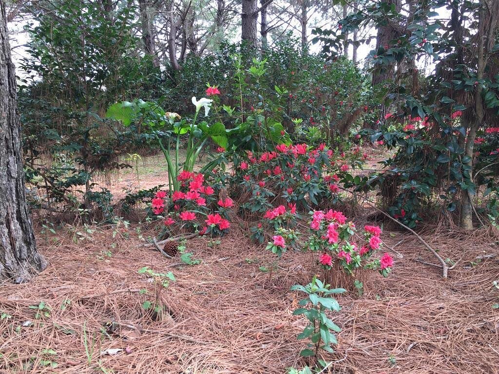 isla-de-las-camelias